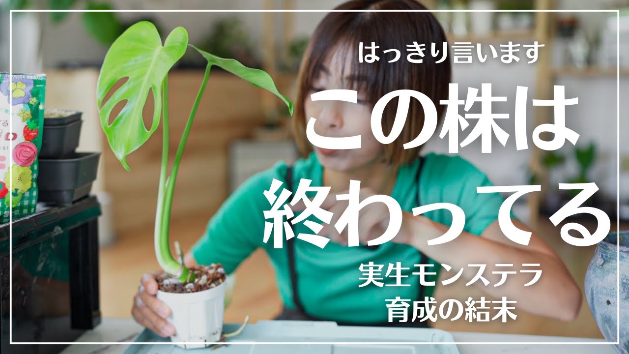 モンステラを種から100株育てた結果】私の夢がひとつ終わりました#観葉