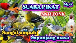 SUARA PIKAT INI SANGAT AMPUH ANTI ZONK MP3, SUARA PIKAT SEMUA BURUNG