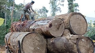 TEHNIK MENGIKAT KAYU DIATAS SANTAWONG BIAR TAK JATUH