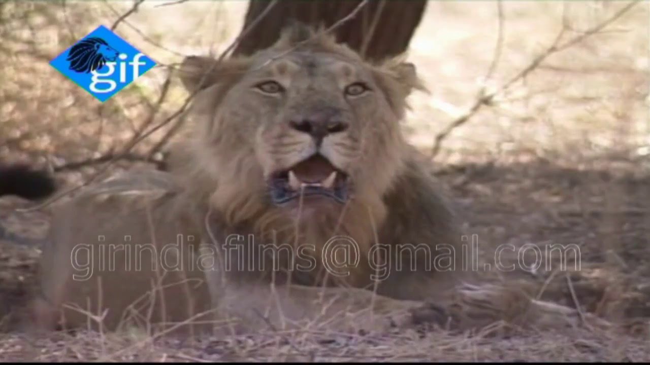 Endangered wild animal Asiatic lions prides is dominated in the Gir forest Gujarat INDIA