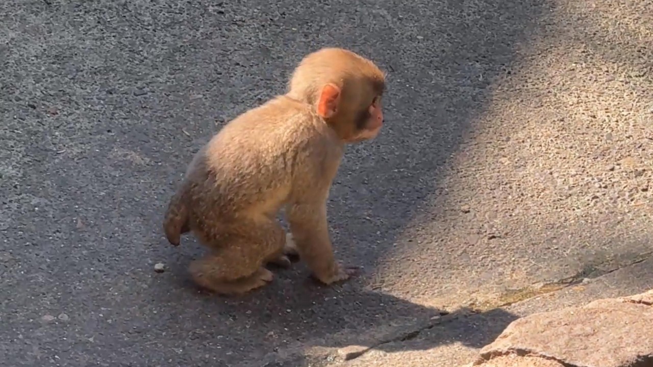 番外編 パンチくんに引けを取らない可愛さ♪【番外編】【茶臼山動物園】ニホンザル
