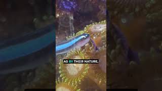 Perfect 5-Gallon Fish? Meet The Neon Goby
