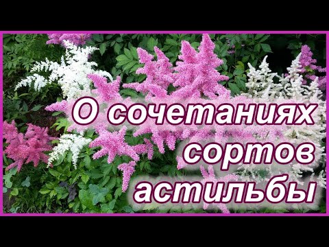 Video: Astilba жылтыратпай сыйкырлайт