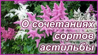 Кто то еще не любит астильбу?!?  Ох, зря...  ) О сочетаниях сортов астильбы в моем саду.