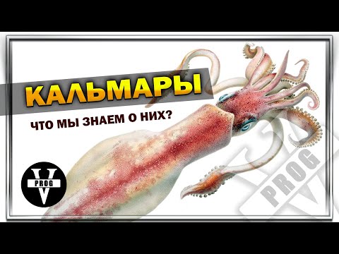 КАЛЬМАР. Что мы знаем о нем, какие бывают, где добывают и как готовить.