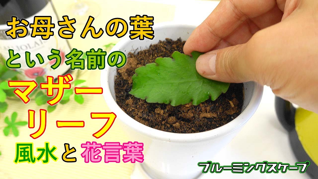 マザーリーフ セイロンベンケイ 育て方 観葉植物 Dictionary ブルーミングスケープ