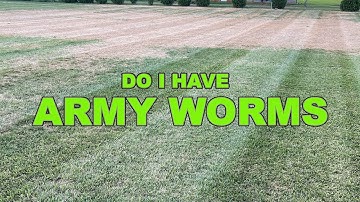 How to check for Armyworms and control them