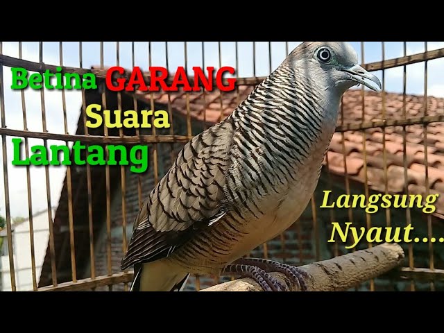 Perkutut Betina memanggil Jantan - suara Lantang || The female turtle dove calls the male-Loud voice class=