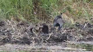 1050630宜蘭下埔紫鷺幼鳥振翅向母鳥討食2
