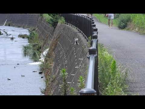 【レア】ホバリングして蜘蛛を捕食する鳥　ハクセキレイWhite Wagtail / Motacilla albaとズグロオニグモ　DSCN4952
