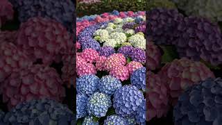 This flower hack changed my whole yard #diy #garden #home