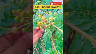 #curryleaves benefits #diy #seeds #gardening #plants