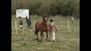 Mali - inhand showing...sort of... but going nuts instead