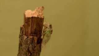 Cicada Molting Time Lapse HD