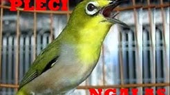 Suara Burung Pleci Ngalas Masteran Burung Pleci Ngalas 1  - Durasi: 6:23. 