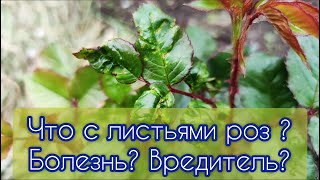 Что с листьями роз? Болезнь? Вредитель? Как спасти?