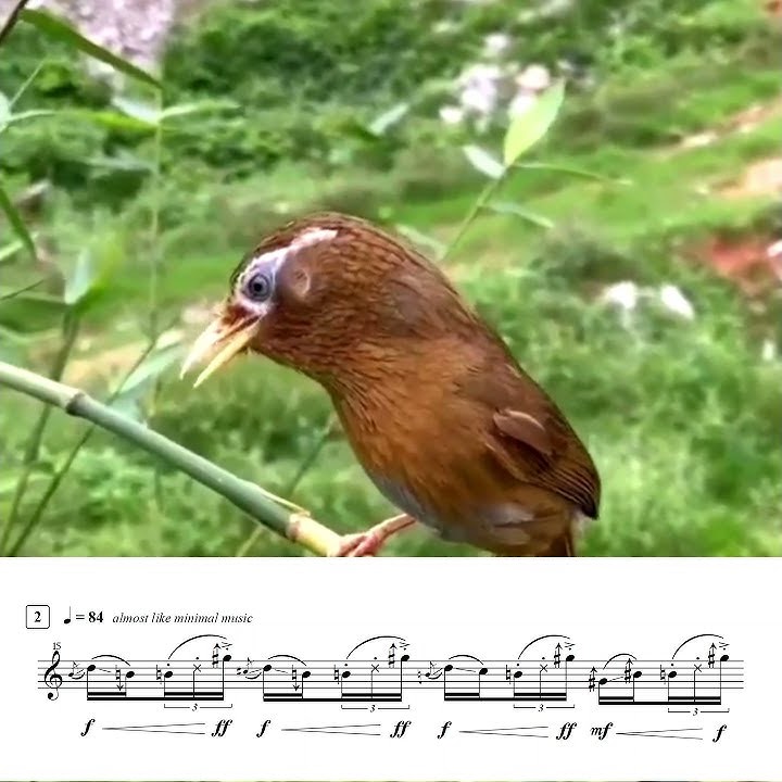 Chinese Hwamei: Song in Sheet Music