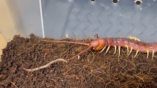 페루비안 자이언트 센티페드의 첫 지렁이 피딩 | Scolopendra sp"White legs" | Peruvian giant centipede's earthworm feeding