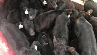 Counting calves
