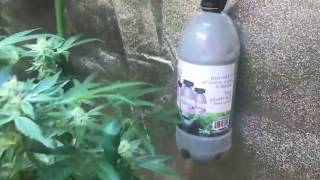 Cheflife 420   TNBFAM