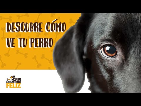 Video: ¿Cómo ve un perro en la noche?