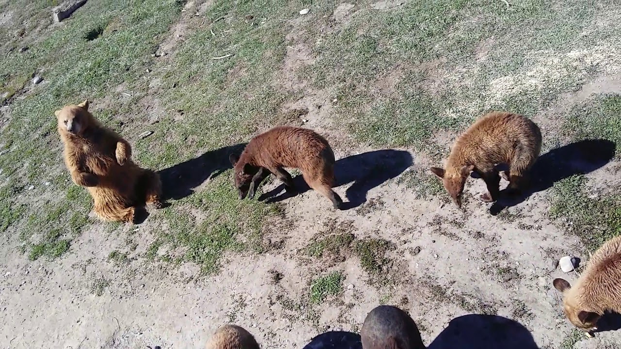 Bear World Idaho cubs YouTube
