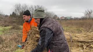 Оствиця 4 січня. День за 5 хвилин. Заготівля очерету