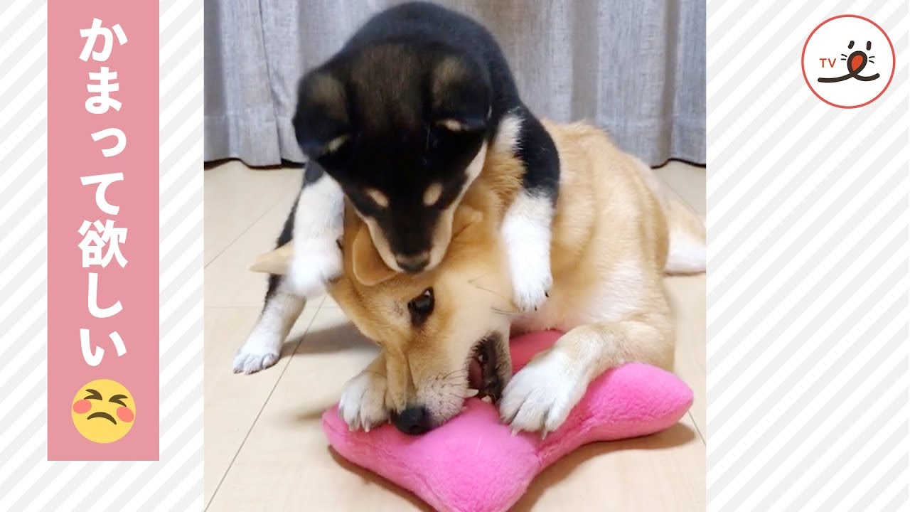 柴犬姉妹のすれ違い どうしてもかまって欲しくて いろいろな方法で気を引く妹と 今は忙しい姉 Peco Goo ニュース