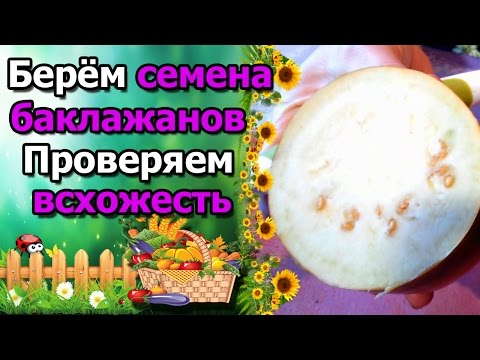 Семена из баклажан в домашних условиях