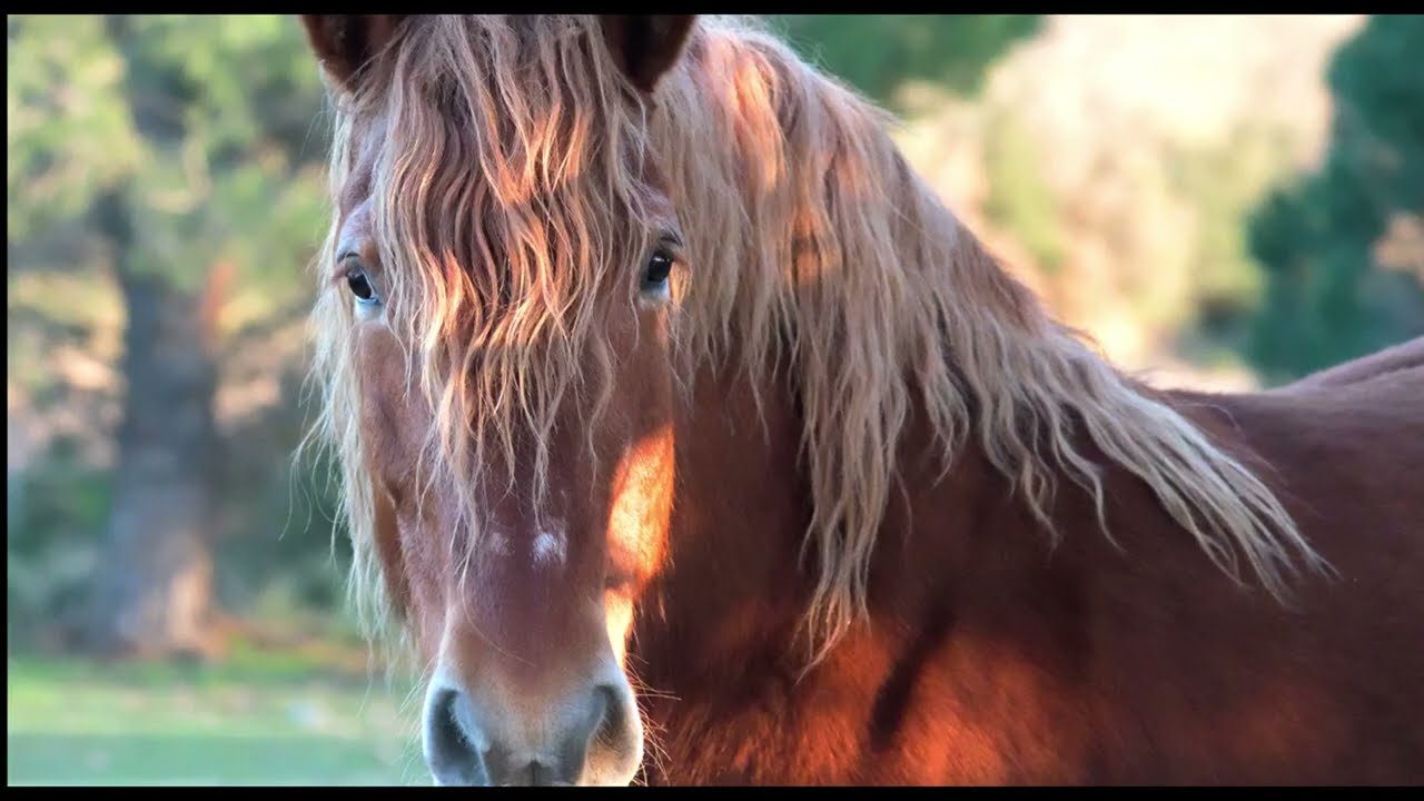CANIGOU-SOUTH OF FRANCE-AMAZING WINTER LIGHT