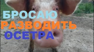 БРОСАЮ РАЗВОДИТЬ ОСЕТРА