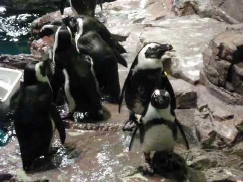 Penguins Eating Fish - YouTube