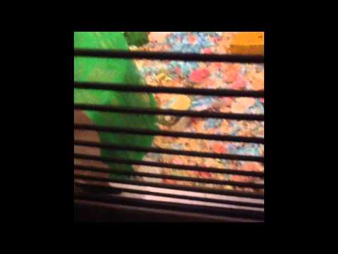camera iphone 8 plus apk Shadow Exploring Her Cage