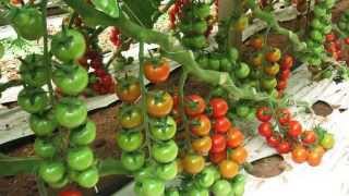 Hydro Fert - Tomato cultivation web