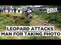 Man Attacked After Getting Too Close To Take Injured Leopard’s Photo | CRUX
