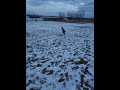 Fun in the snow, Border Collie play