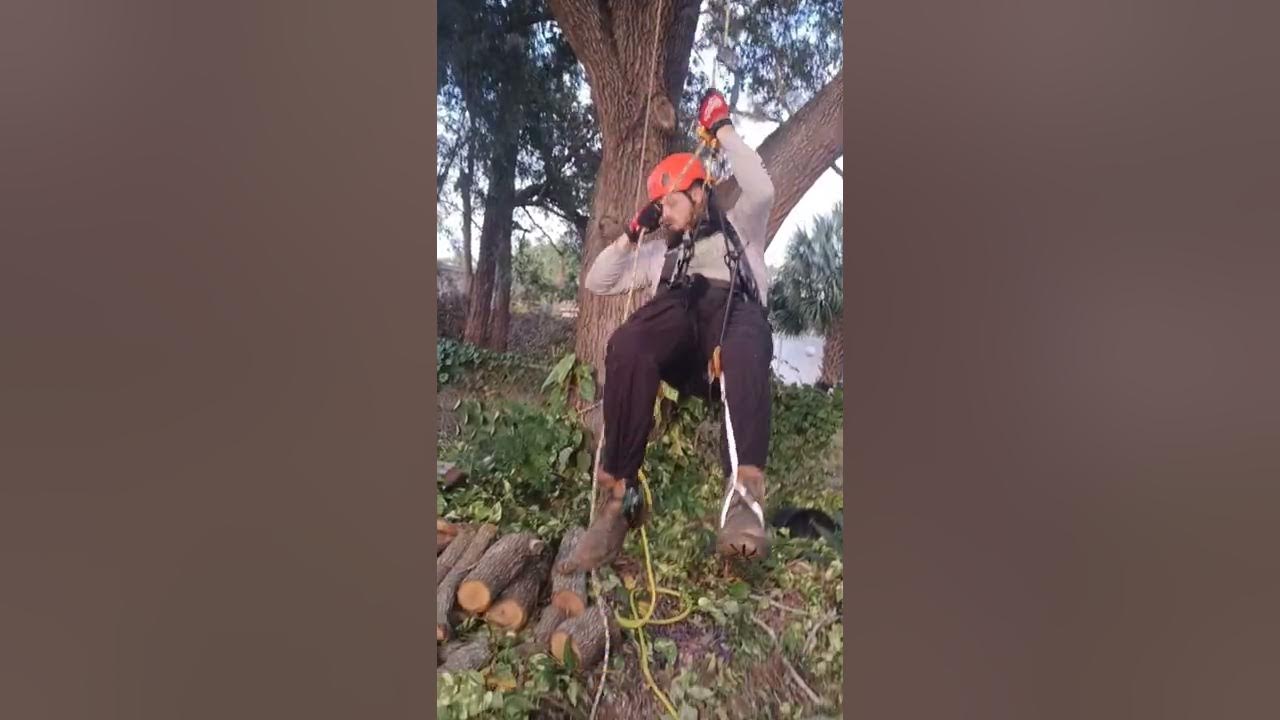 SRT Tree Climbing With Petzl ZigZag & Chicane Knee Foot & Hand Ascender