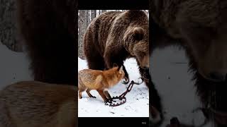A Bear Saves A Fox From A Trap
