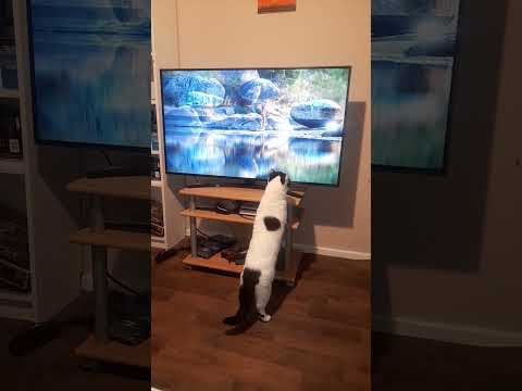 Die Katze schaut
