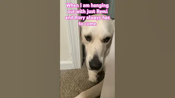 Memes Funny Englishgoldenretriever Foryou Dogs 