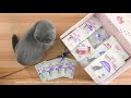 Что входит в &quot;План заботы&quot; от Petstory для кошек?