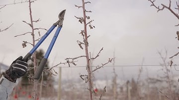 Apple Crop Load Management - Punjabi