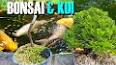 The Enchanting World of Bonsai: A Guide to the Art of Miniature Trees ile ilgili video