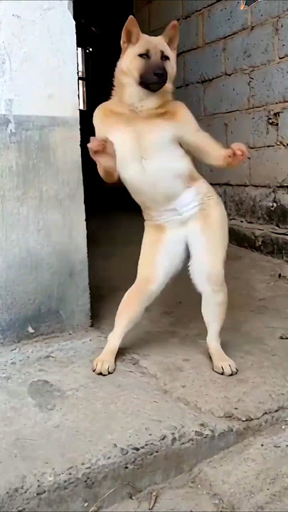 Dog khaega to yah dance Karke dikha 🤭#dog #shorts