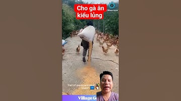 Cho gà ăn kiểu lủng