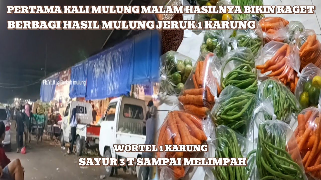 Pertama kali mulung malem dapet jeruk 1 karung😱 terong 3 T melimpah‼️#mariles #mulung 