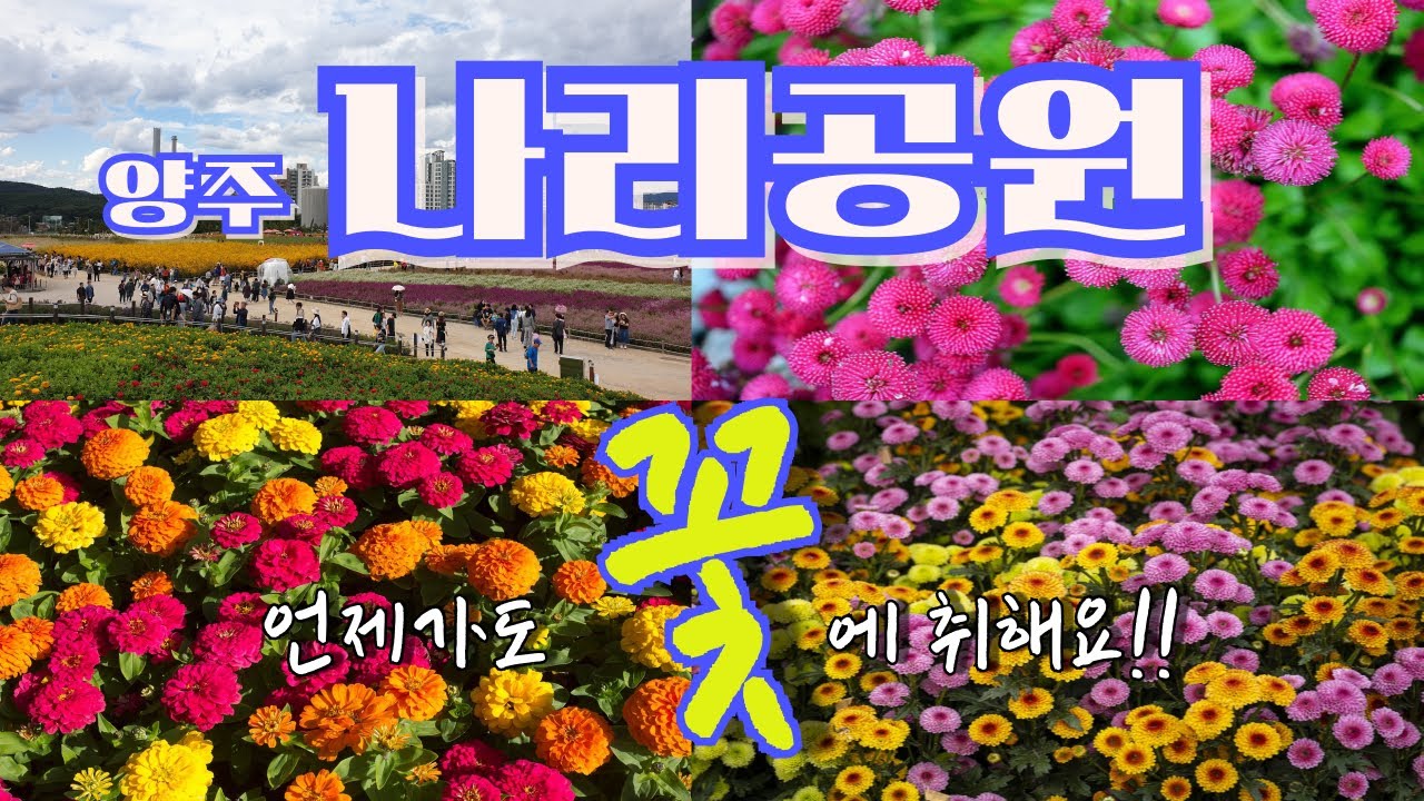 양주 나리공원 꽃에 취해요(Get drunk on the flowers at Yangju Nari Park),수도권 최대 꽃단지(The largest flower garden )