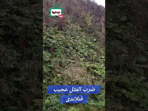 ضرب المثل عجیب فنلاندی