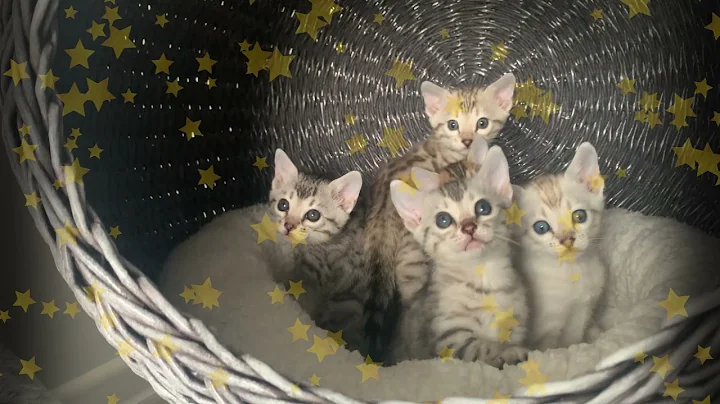Watch the video about 💎GRBengals Our Little Brilliants One Month Old Bengal kittens
