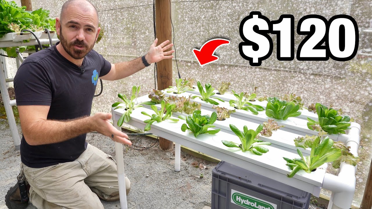 The Best Value Nutrient Film Technique Hydroponic System